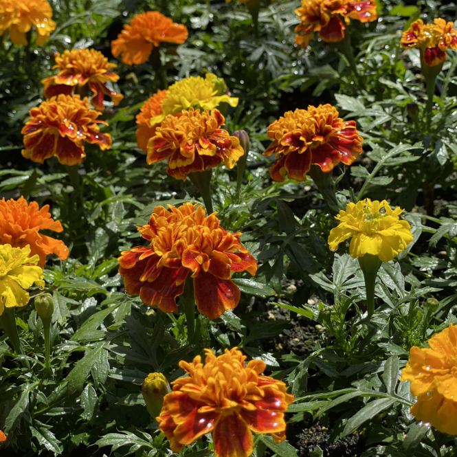 TAGETES NARANCSSÁRGA