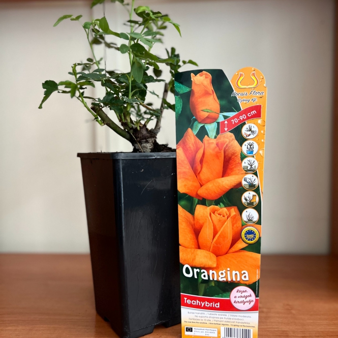 Teahibrid rózsa - Orange - Narancs