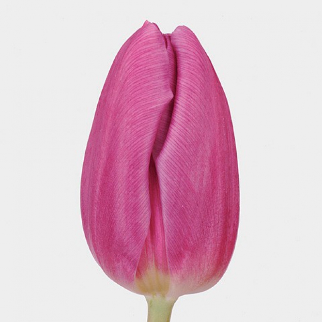 Tulipán hagma - Purple Flag - Lila