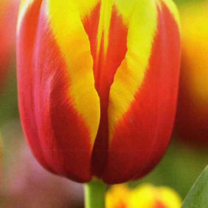 Tulipán hagyma - Adré Citroen - Narancs-sárga