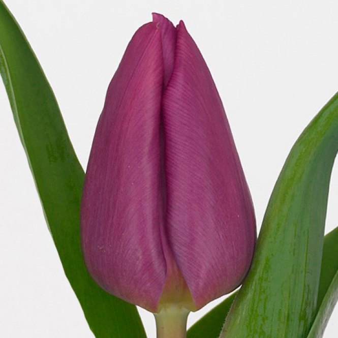 Tulipán hagyma - Angola - Mély lila