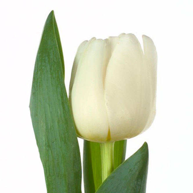 Tulipán hagyma - Antarctica® - Fehér