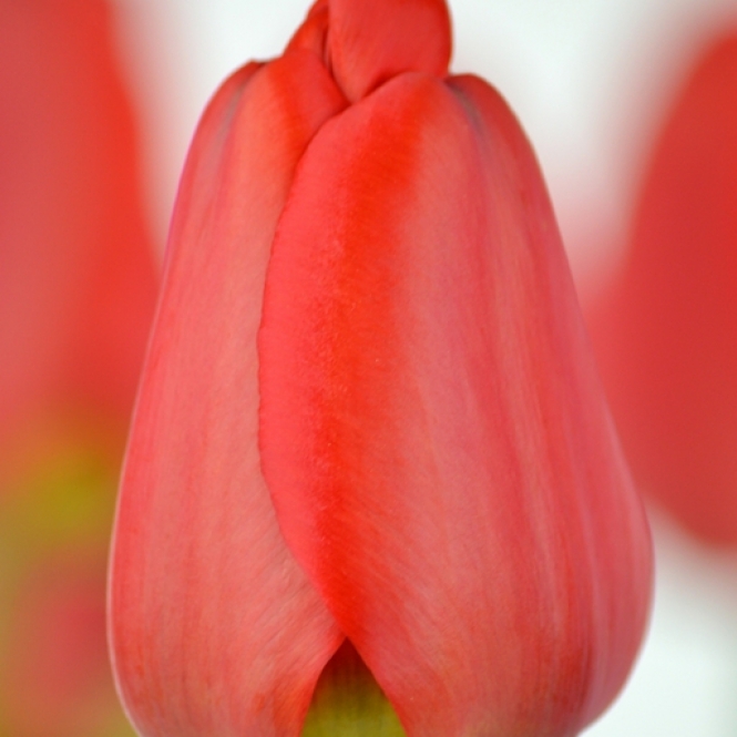 Tulipán hagyma - Apeldoorn