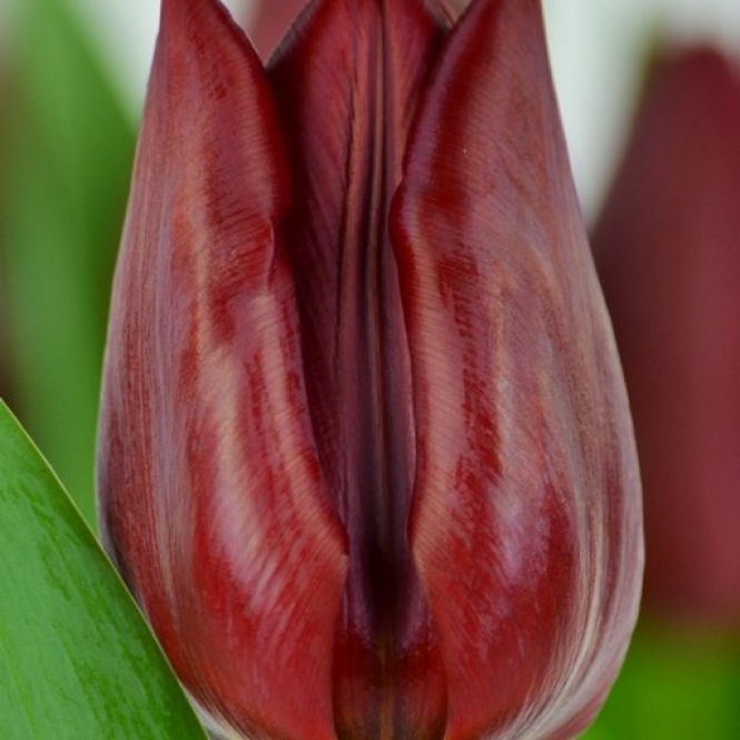 Tulipán hagyma - Couleur Cardinal - Piros