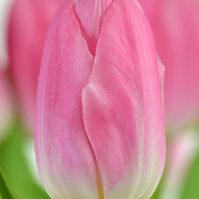Tulipán hagyma - Dynasty - Világos rózsaszín