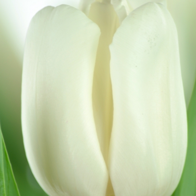 Tulipán hagyma - Fehér