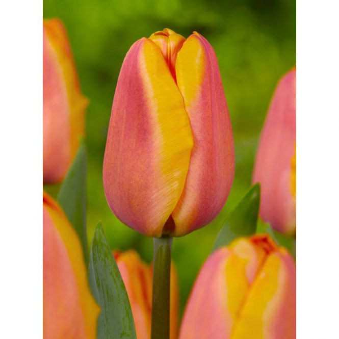 Tulipán hagyma - Narancs