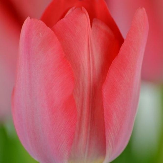 Tulipán hagyma - Pink Impression 