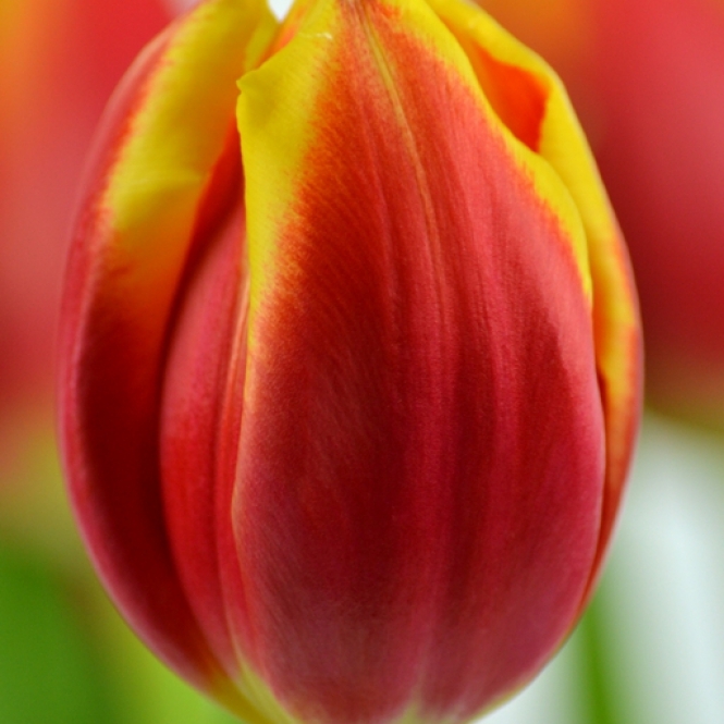 Tulipán hagyma - Piros, sárga