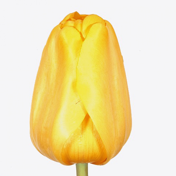 Tulipán hagyma - Strong Gold - Sárga