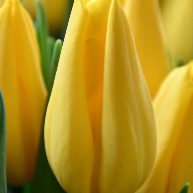 Tulipán hagyma - Yellow Flight - Sárga