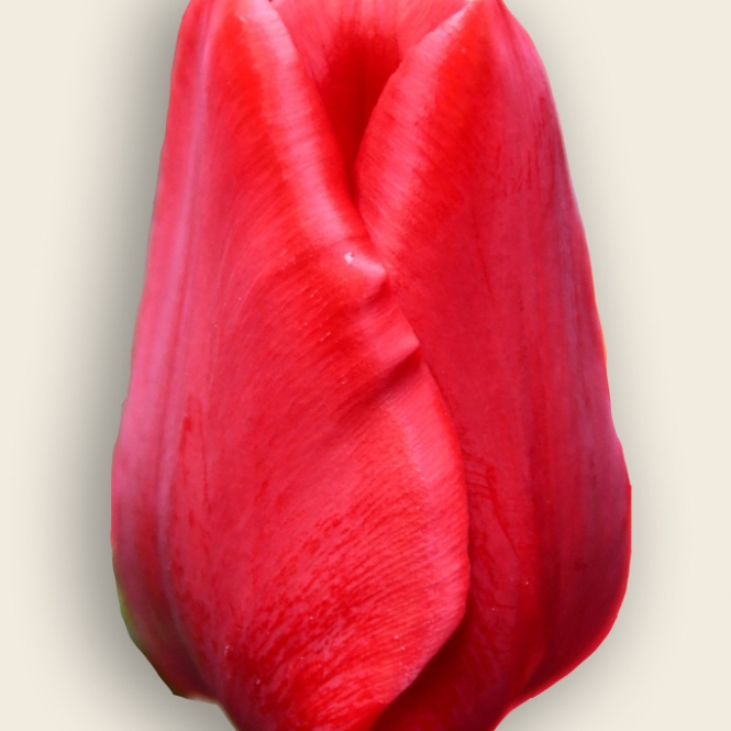 TULIPÁN PIROS