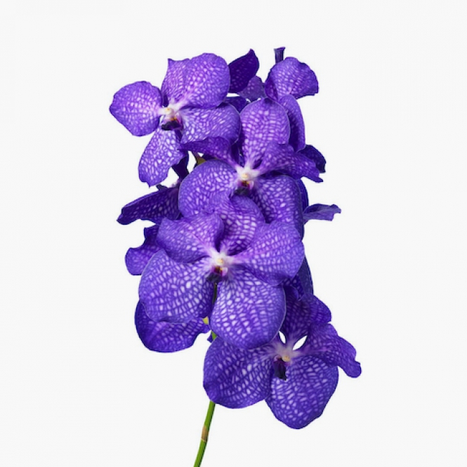 Vanda Blue Magic - kék, fehér pöttyökkel