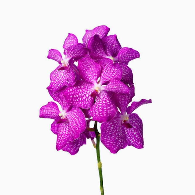 Vanda Pink Magic - rózsaszín, fehlér pöttyökkel