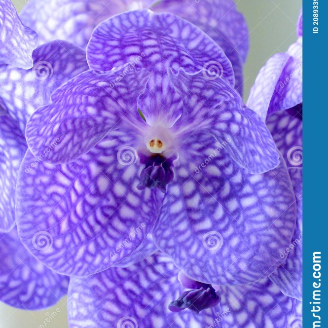 Vanda Purple Magic - lila, fehér pöttyökkel