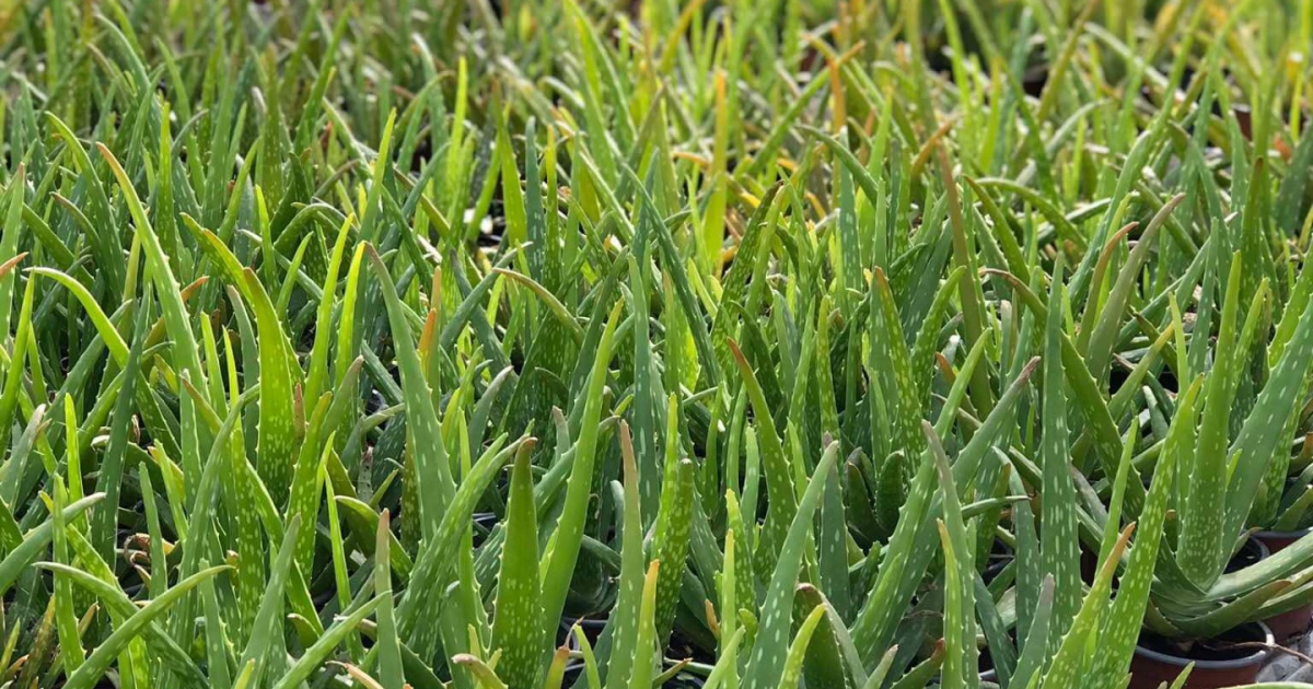 Aloe Vera növény gondozása Aloe Vera igényei Szobanövény Aloe Vera ...