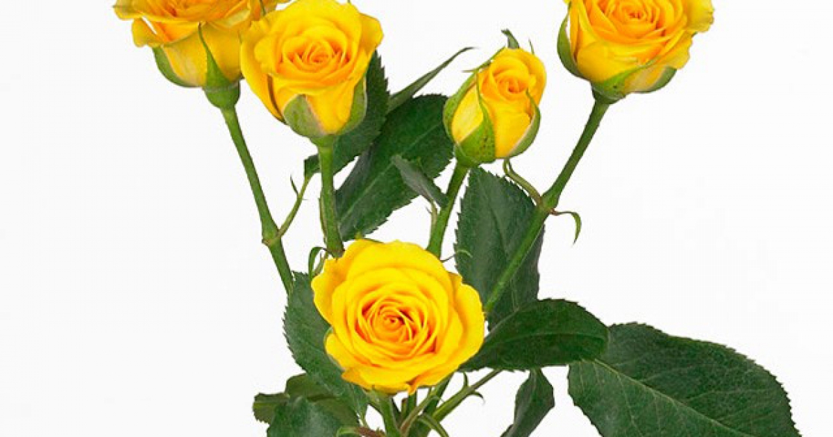 Spray Rózsa - Yellow Babe - Citrom sárga - Kocsis Flora Virág Webáruház