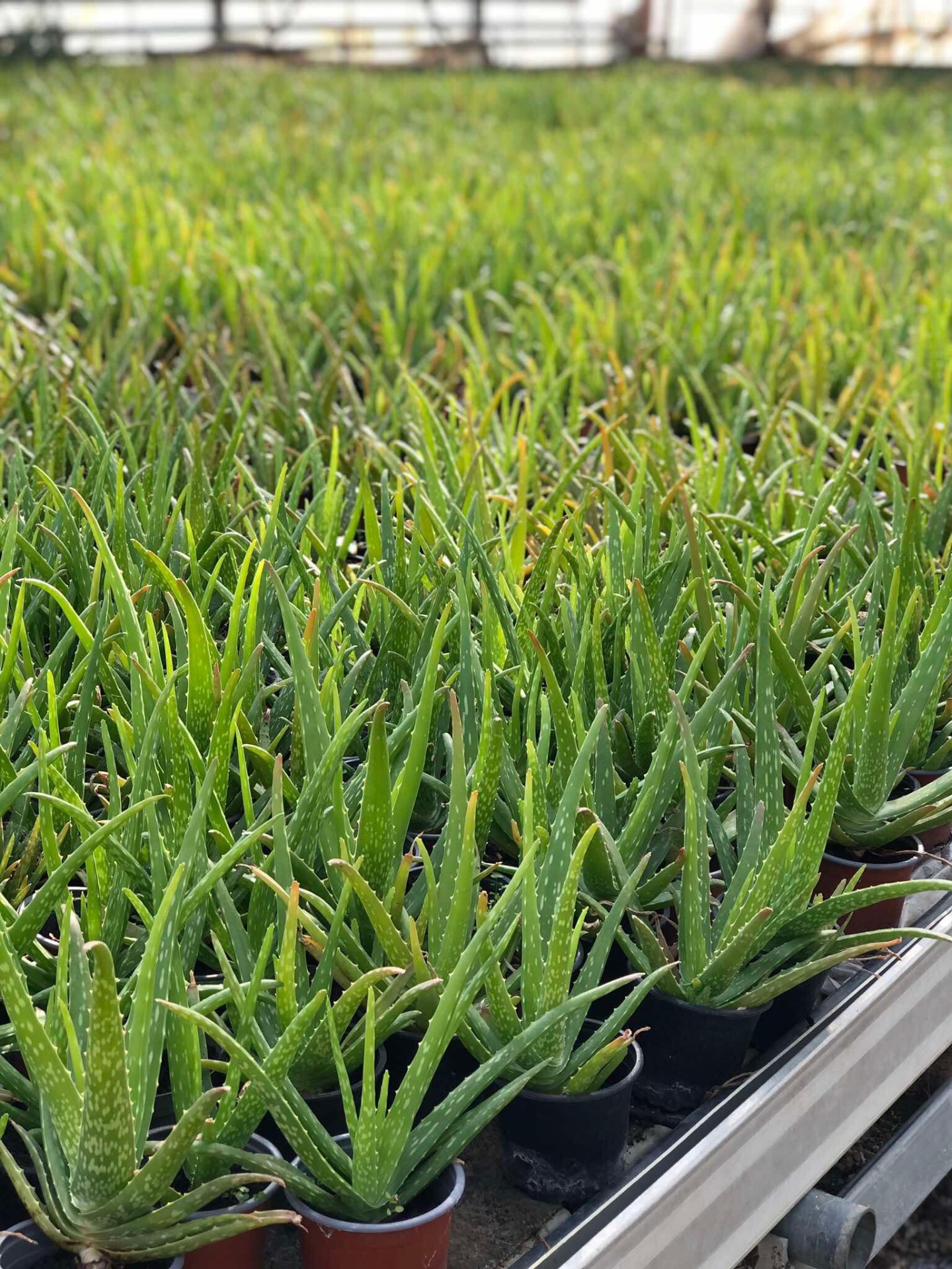 Aloe Vera nvny gondozsa Aloe Vera ignyei Szobanvny Aloe Vera polsa  Aloe Vera webshop Aloe Vera nvny vsrls