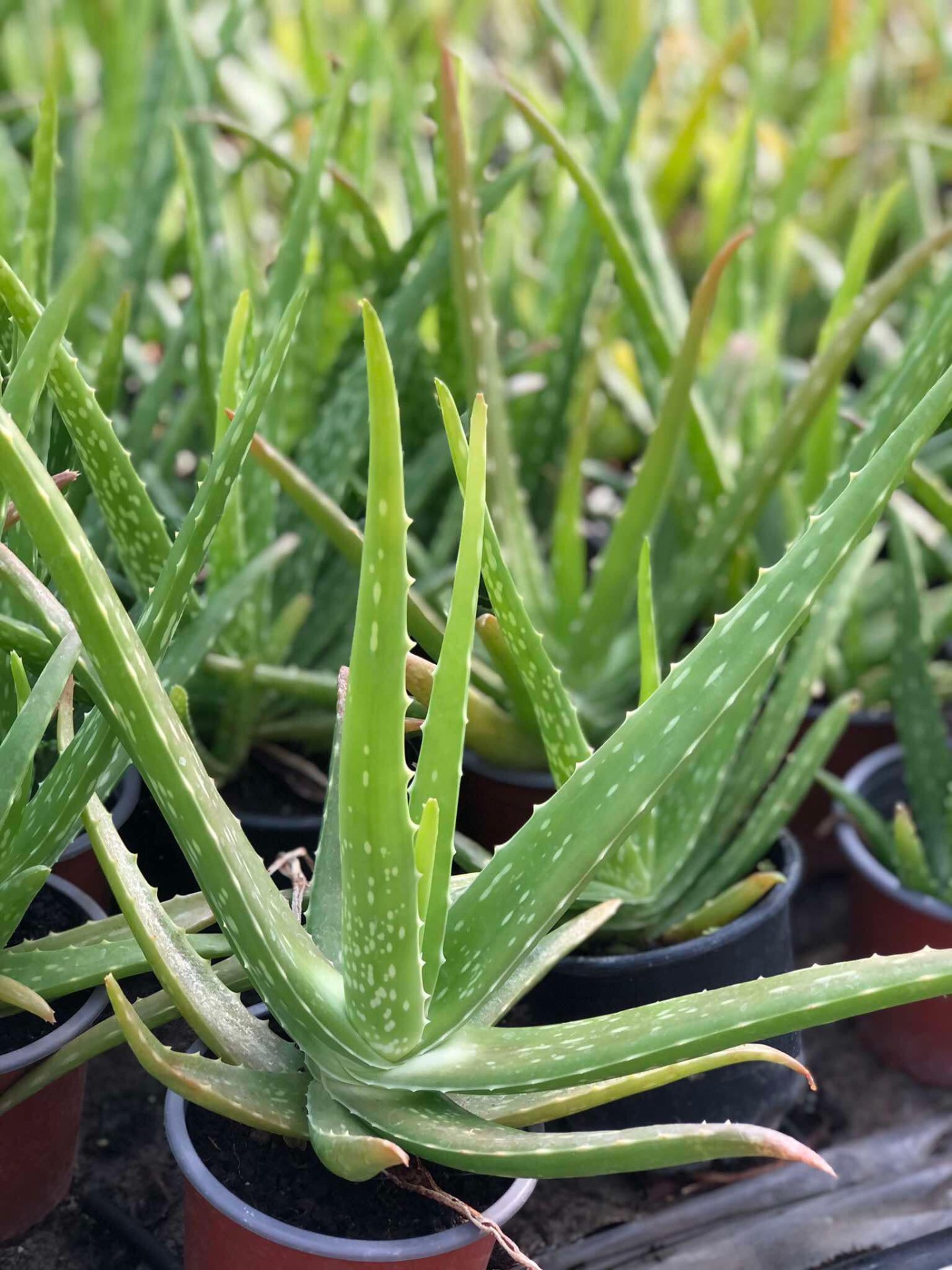 dunlopillo aloe vera matratze Dunlopillo Amour Matratze – Zen Concept main image 1