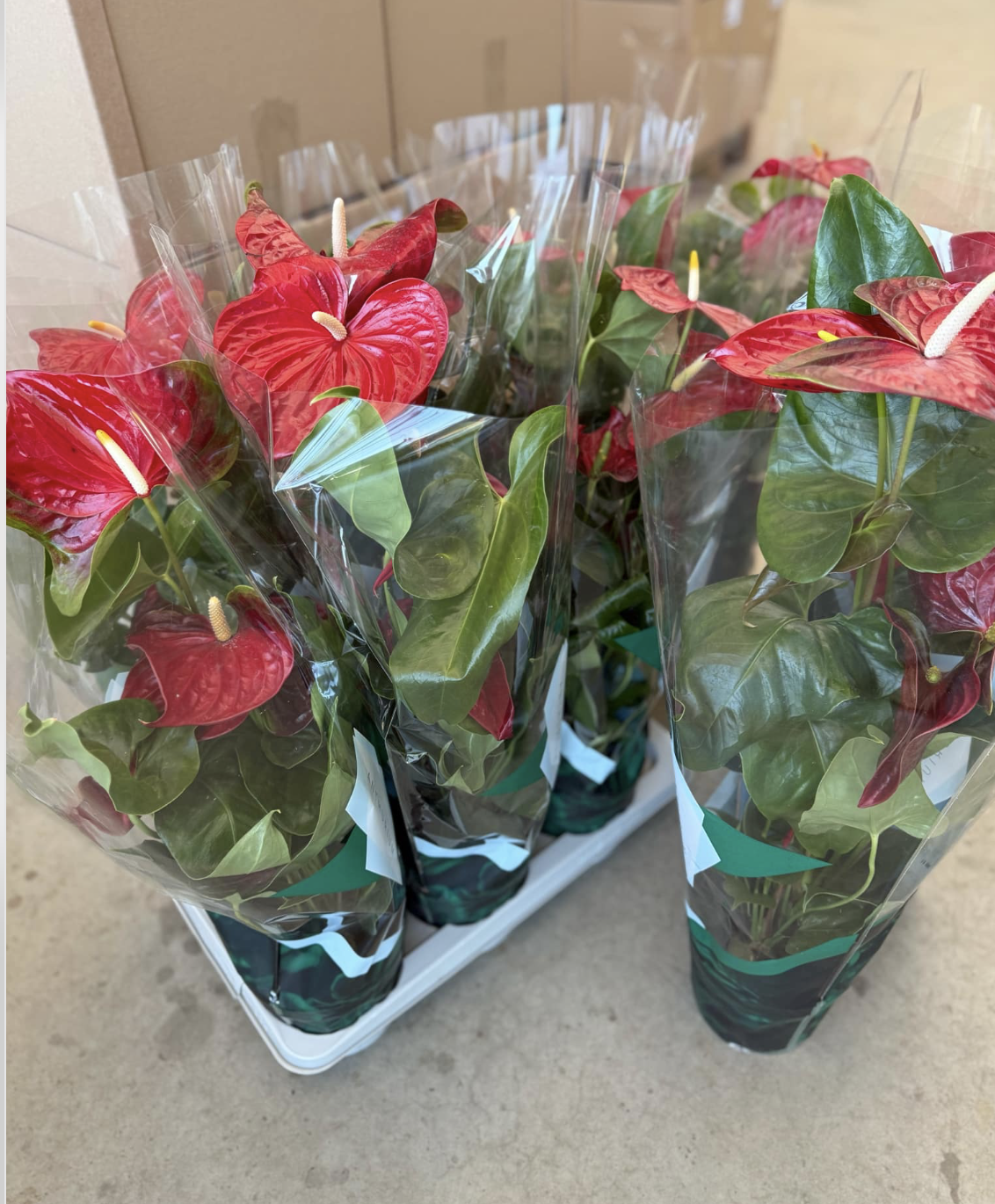 anthurium vsrls, flamingvirg gondozsa, cserepes anthurium, trpusi  szobanvnyek, levegtisztt nvnyek, modern virgdekorci, Kocsis Flora  Kertszet, lgszennyezs cskkentse otthon. - Kocsis Flora Virg Webruhz