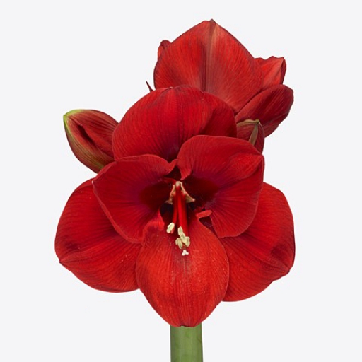 AMARYLLIS  HIPPEASTRUM LOVAGCSIILLAG-Red Lion-piros