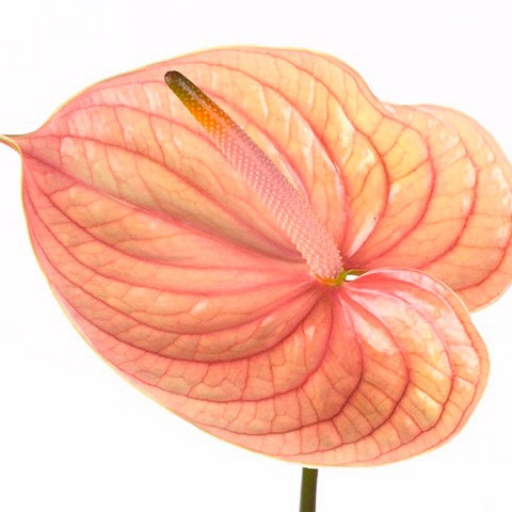 Anthurium - Flamingóvirág - Nunzia - Barack