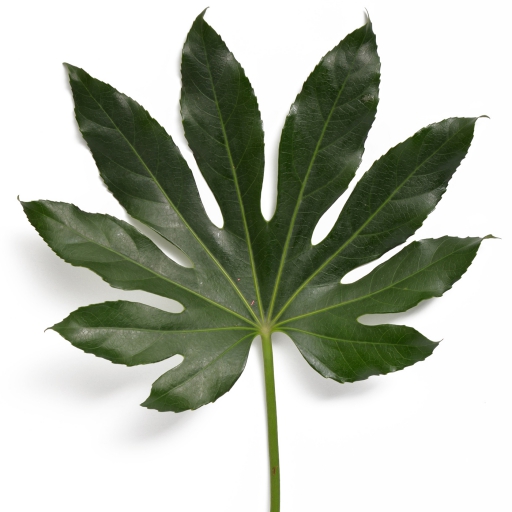 Aralia