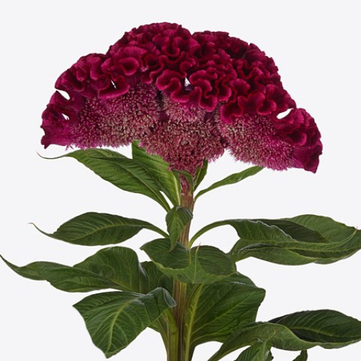 Celosia - Kakastaréj - Dara - Bordó