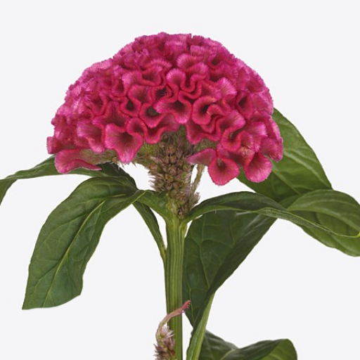 Celosia - Kakastaréj - Hot Pink - Rózsaszín