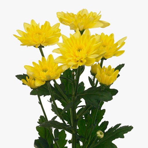 Chrysanthemum-Krizantém- Baltica Yellow - Sárga
