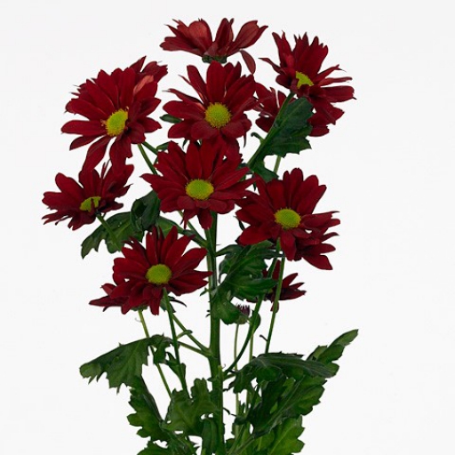 Chrysanthemum-Krizantém- Bontempi - Bordó