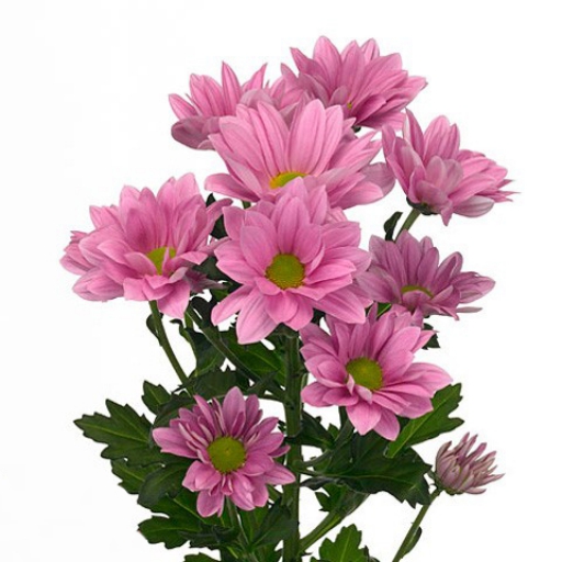 Chrysanthemum-Krizantém- Grand Pink - Rózsaszín