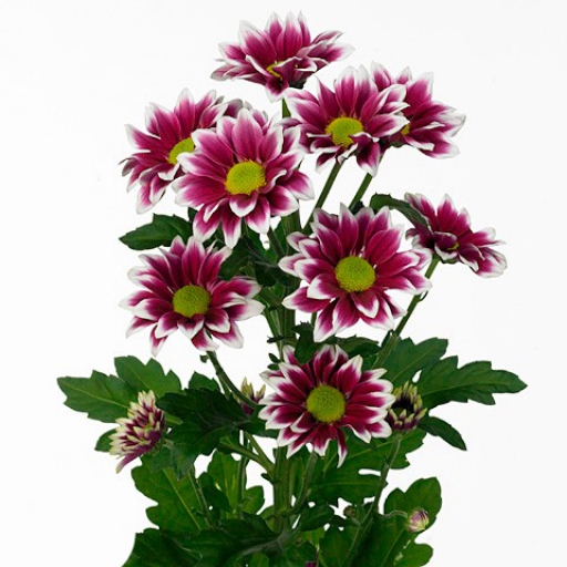 Chrysanthemum-Krizantém- Haydar - Lila, fehér