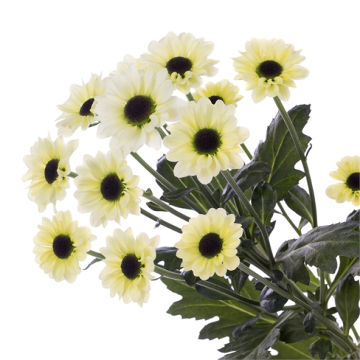 Chrysanthemum-Krizantém - Santini Ying Yang Cream - Krém, fekete