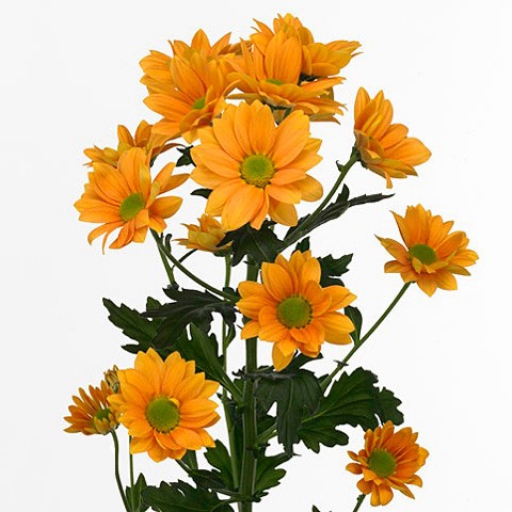 Chrysanthemum-Krizantém- Woodpecker - Narancssárga