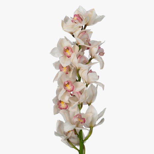 Cymbidium - Orchidea - Fehér