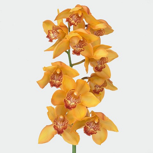 Cymbidium - Orchidea - Narancssárga