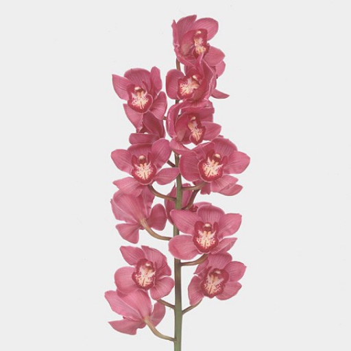 Cymbidium - Orchidea - Piros