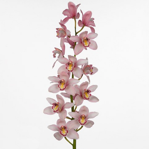 Cymbidium - Orchidea - Rózsaszín