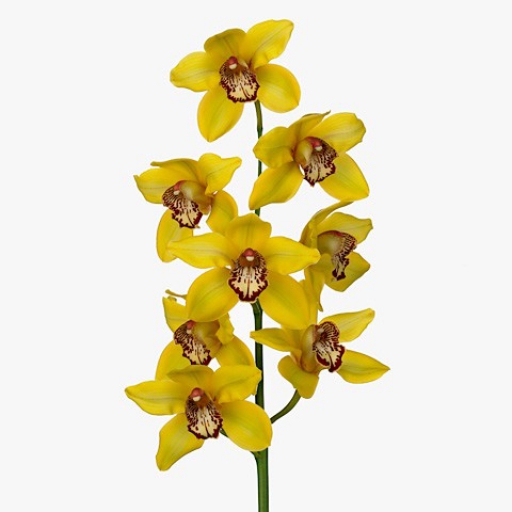 Cymbidium - Orchidea - Sárga