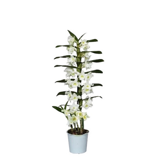 DENDROBIUM APOLLON WHITE