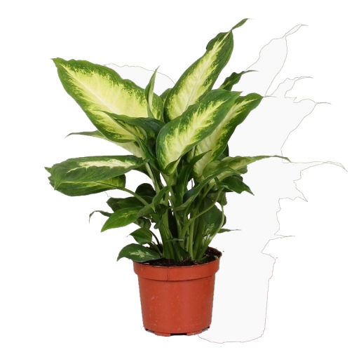 DIEFFENBACHIA CAMILLA