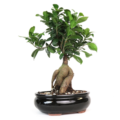 Ficus Ginseng