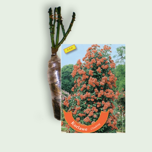 Futó rózsa - Korlawe - Narancs