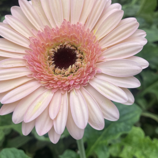 GERBERA - BLUSH