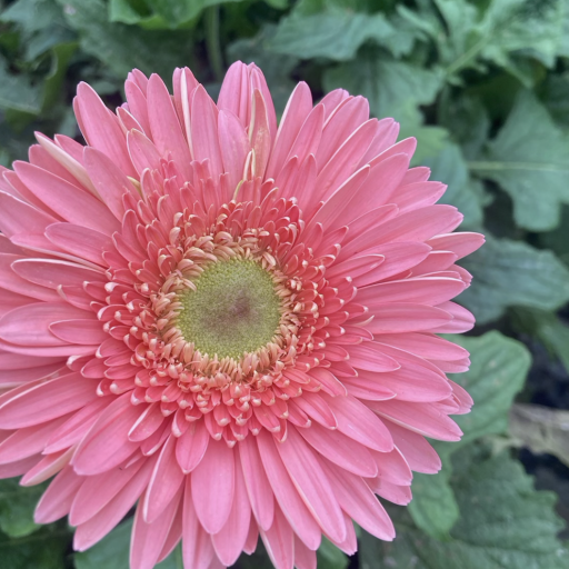 GERBERA - PINK