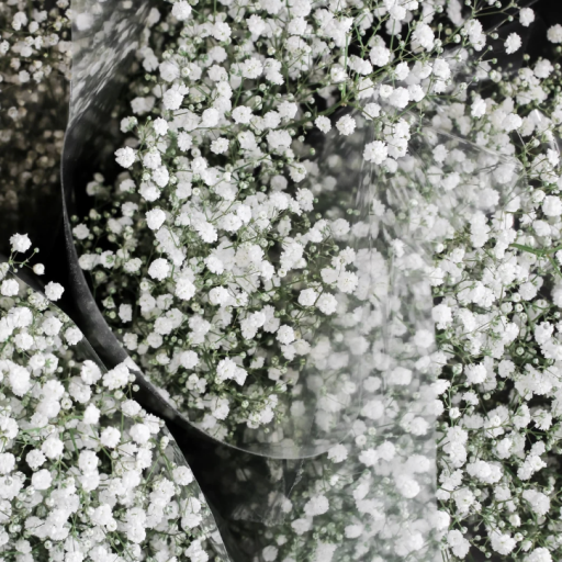 Gypsophilia - Rezgő - Gypsofila