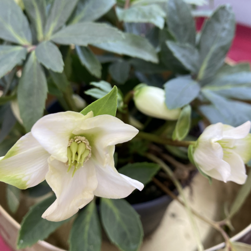 HELLEBORUS - Hunyor