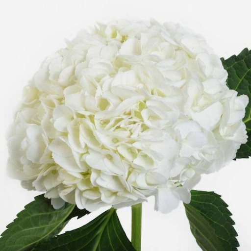 Hydrangea - Hortenzia - Fehér