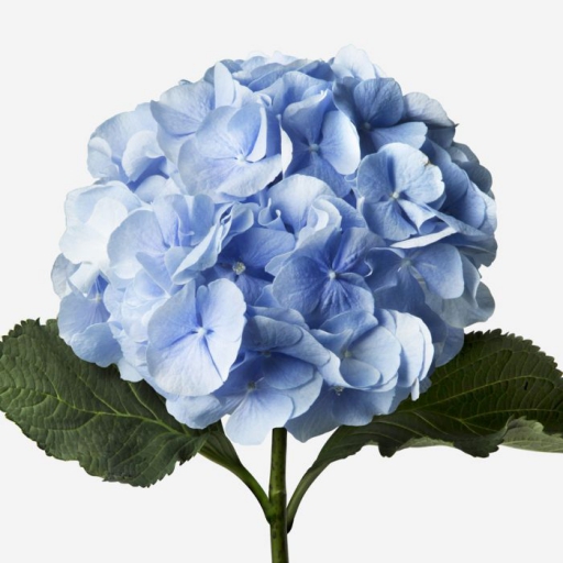 Hydrangea - Hortenzia - Kék